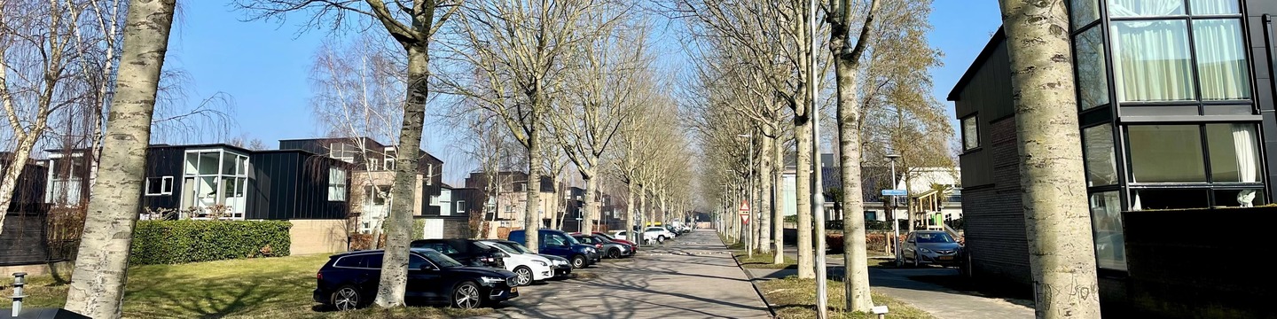Walter Kollolaan met bomenrij, wandelpad en geparkeerde auto's